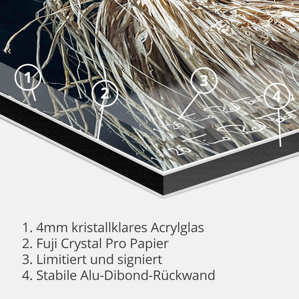 Priest-Timo RedForest-RedForest Fineart